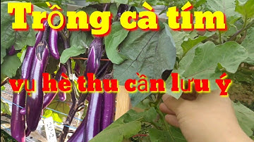 Trồng cà tím vụ hè cần lưu ý, trồng cà tím tháng mấy, cách trồng cà tím làm giàu | AlibabaH channel