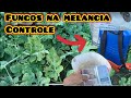 Como controlar as doenças fúngicas na melancia ( mostrei mais uma conquista)doenças na melancia