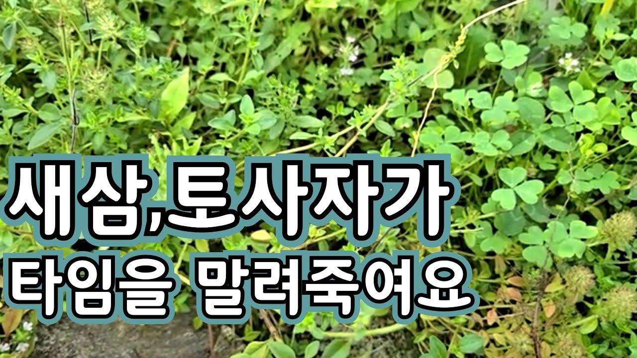 새삼 토사자 - YouTube