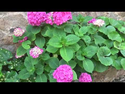 Тосса де мар Средневековый Город Испания 2020