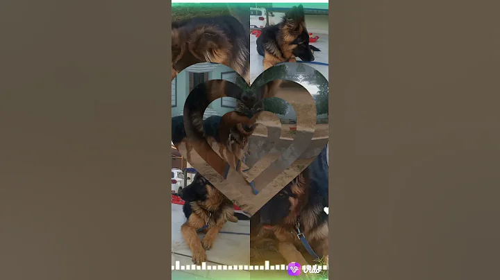 My Cut MAX(Jerman Shepherd) 2
