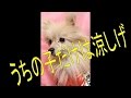 犬の熱中症対策　服　ウェア　夏ひんやり　クーリングノースリーブ