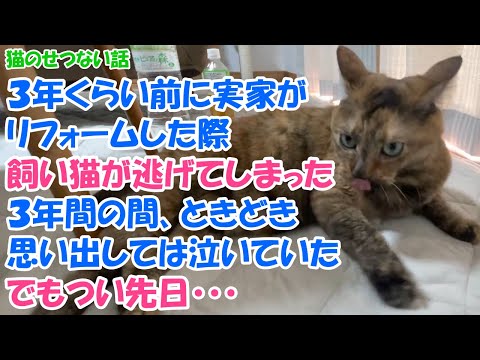 ねこぬこにゃんこ - YouTube