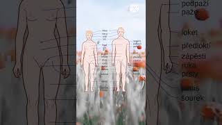 female and male of all body parts, humanbody animation science anatomy human viral reels gk