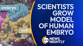 Scientists Grow Model of Human Embryo Without Sperm or an Egg | EWTN News Nightly