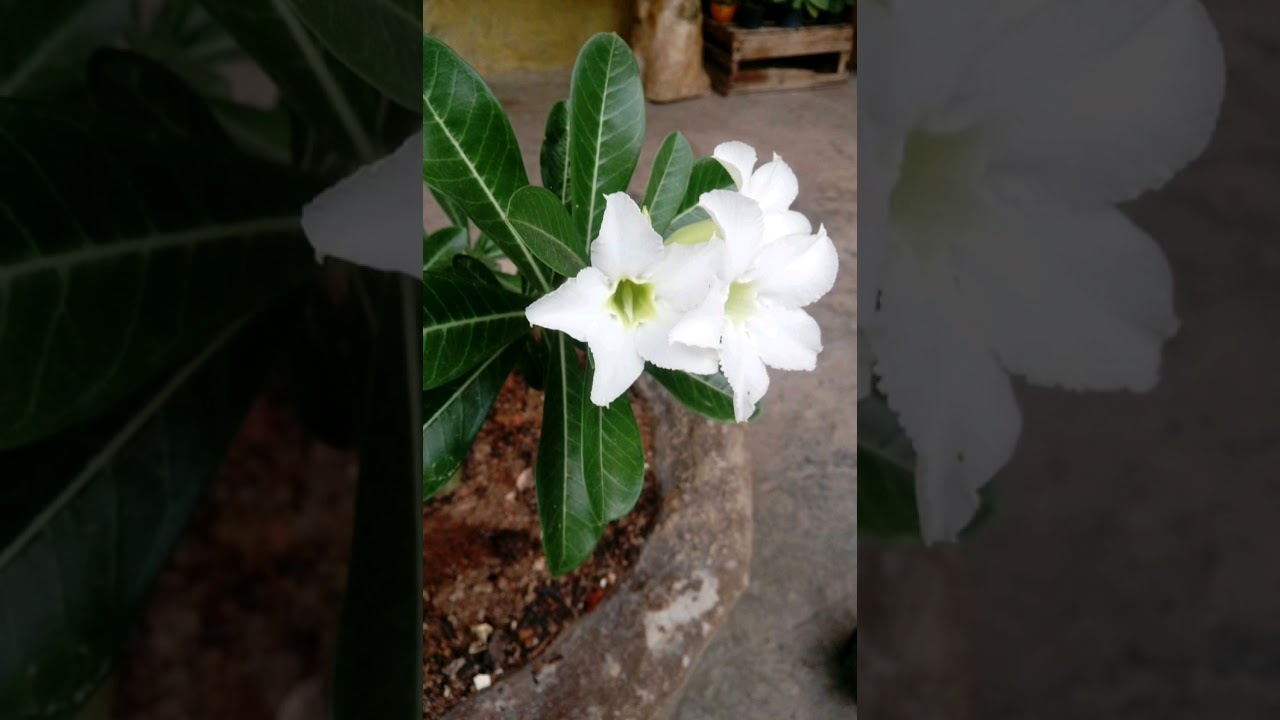 Música para ministração de Johrei - Igreja Messiânica Mundial do Brasil