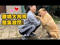 浪浪高山犬從皮包骨變成健壯黏人大狗勾❤️跟爸媽對談擾西感動落淚!