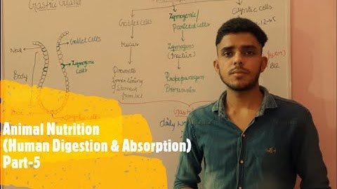 Stomach and gastric glands|Target #mducee2023 | lecture-59 #mducee2022 #mducee  #mdu