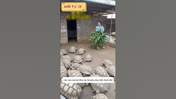 Thử thách cho rùa khổng lồ ăn