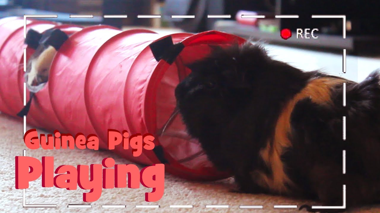 Guinea Pigs Playing with Tunnels, Boxes and Paper YouTube