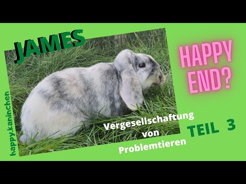 Video: Kaninchen Von - Maltesisch