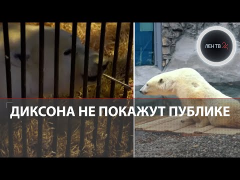 Медведь Диксон из Московского зоопарка заинтересовался публикой | Вольер мишки пока закрыт