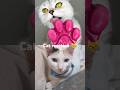 #cat #cats #catlover #cute #catetherealcollab #shorts #subscribe #candy 😻😍🥰❤️🙀