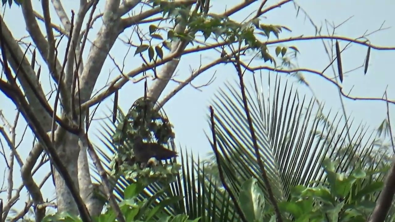 những ngày theo đuổi bầy chim cu