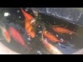 金魚（小赤がデカ赤へ Goldfish (KINGYO)
