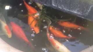 金魚（小赤がデカ赤へ Goldfish (KINGYO)