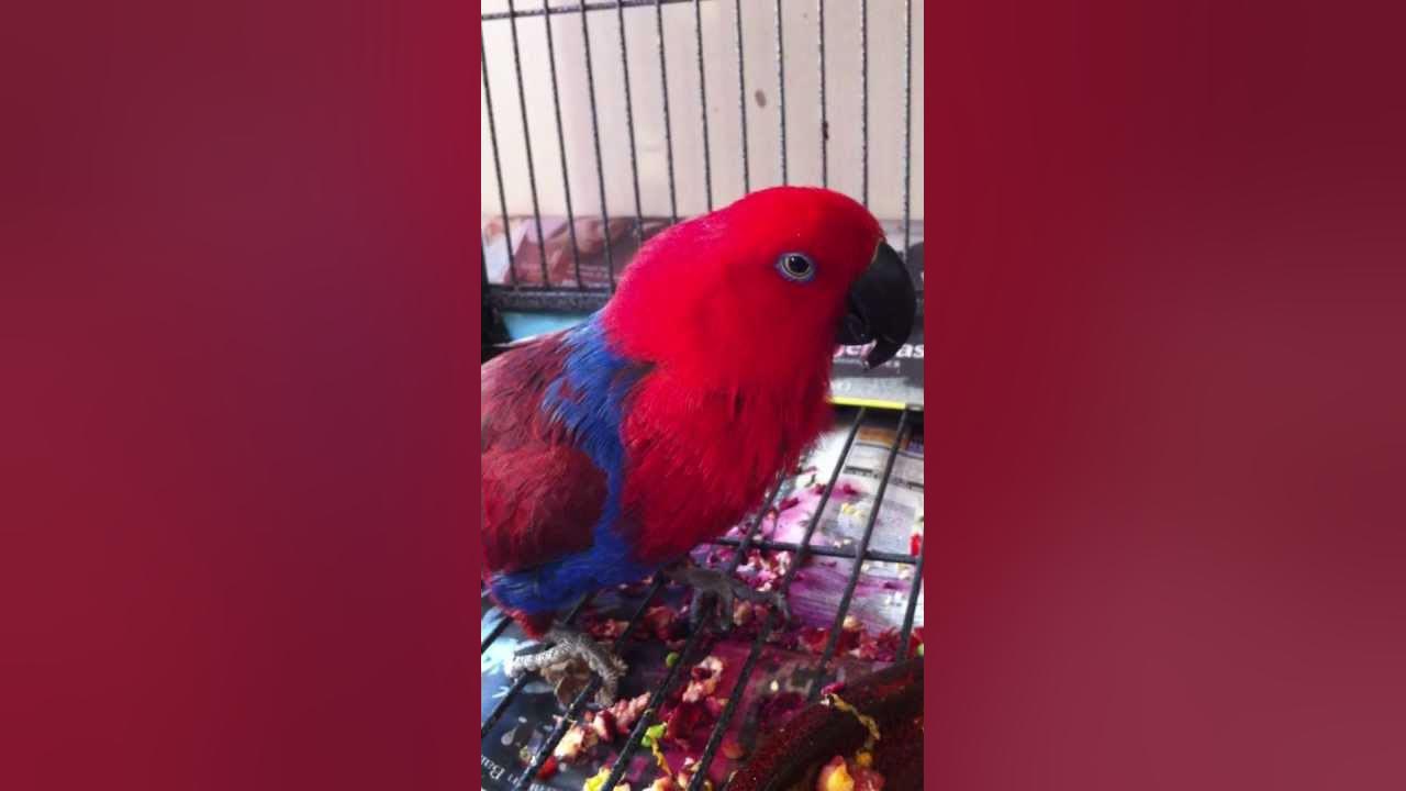 Eclectus Parrot Sneezing Fit YouTube