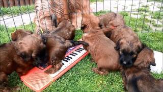 music lesson - briard puppies by Joanna Dadej 378 views 6 years ago 7 minutes, 6 seconds