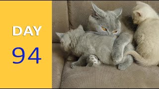 DAY 94 - Baby Kittens after Birth | Emotional by Funny Cats Footage 146 views 1 year ago 1 minute, 2 seconds