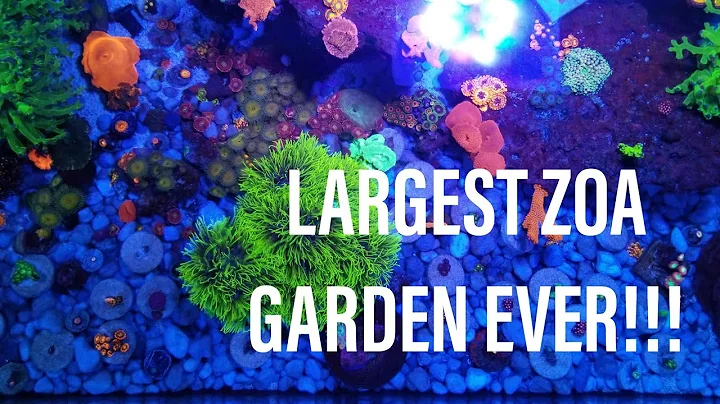 Creating the LARGEST ZOA GARDEN EVER!