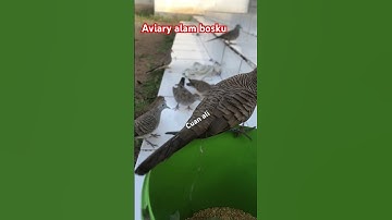Perkutut lokal aviary alam #birds #pancinganperkututtimbakcucuk #perkutut #perkututlokalalam #shots