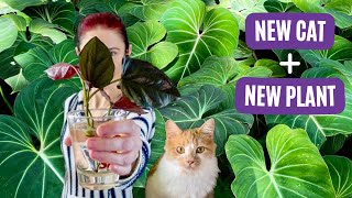 Chatty Pot-Up | My New Cat + New Wishlist Plant!