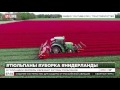 В Нидерландах идет уборка тюльпанов