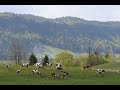 Comté  & Morbier Cheese Making France. 