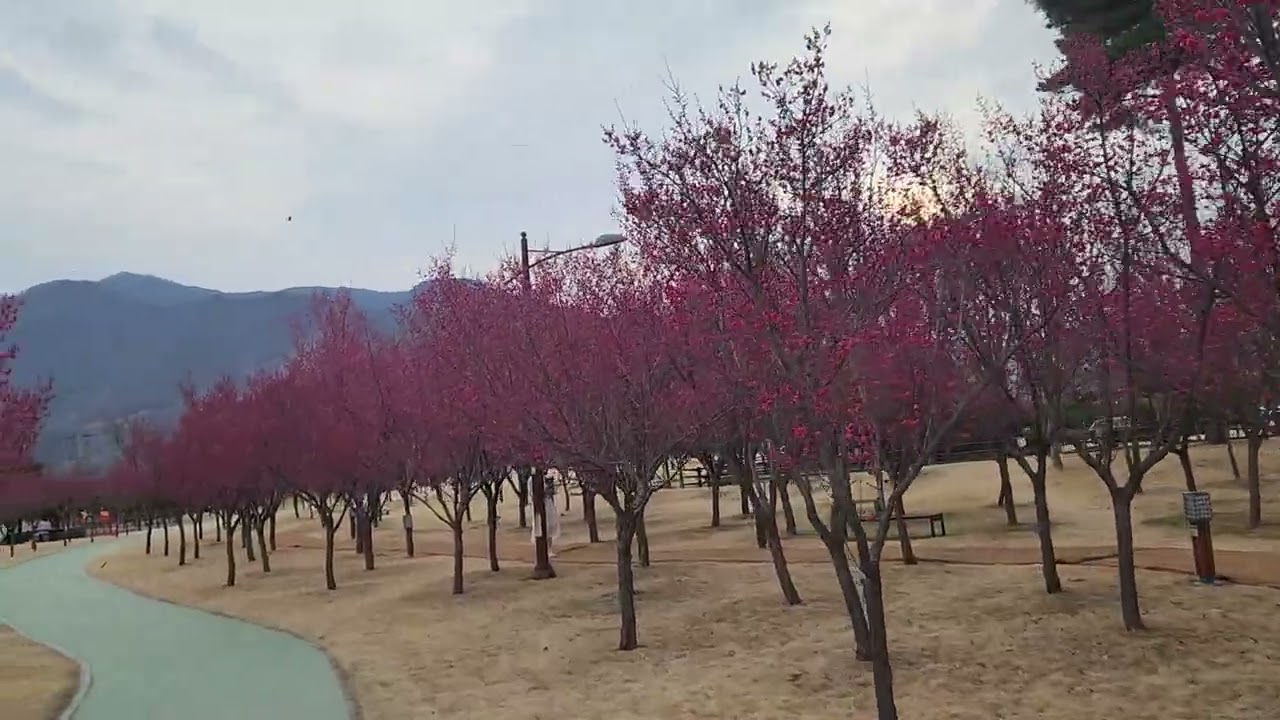 # 섬진강수달생태공원  홍매화 만개^^