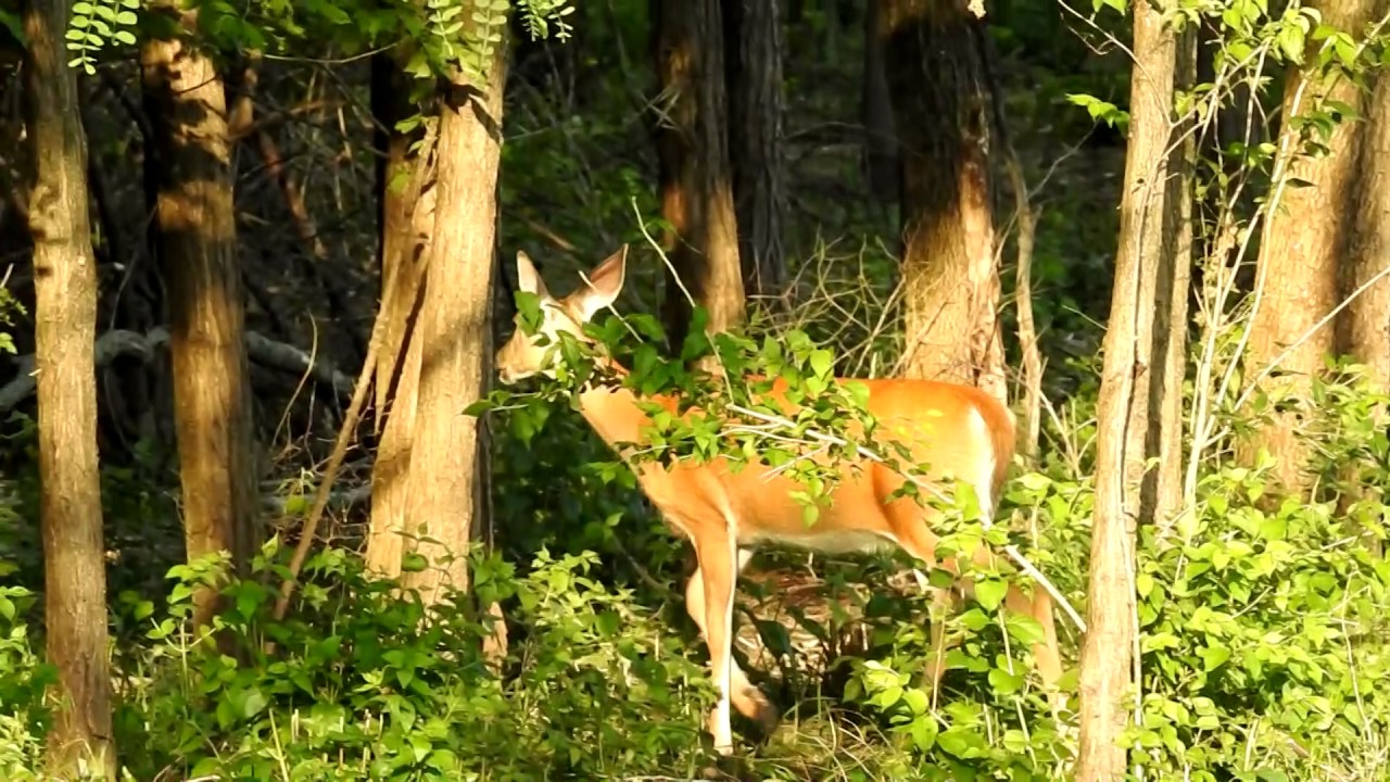 Doe Whitetail Deer Feeding at Big Creek Park, Iowa by WillCFish Tips