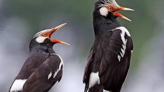 Download Lagu BUKAN BURUNG BIASA ASLI BURUNG JUARA LOMBA TERUS Download Lagu BUKAN BURUNG BIASA ASLI BURUNG JUARA LOMBA TERUS