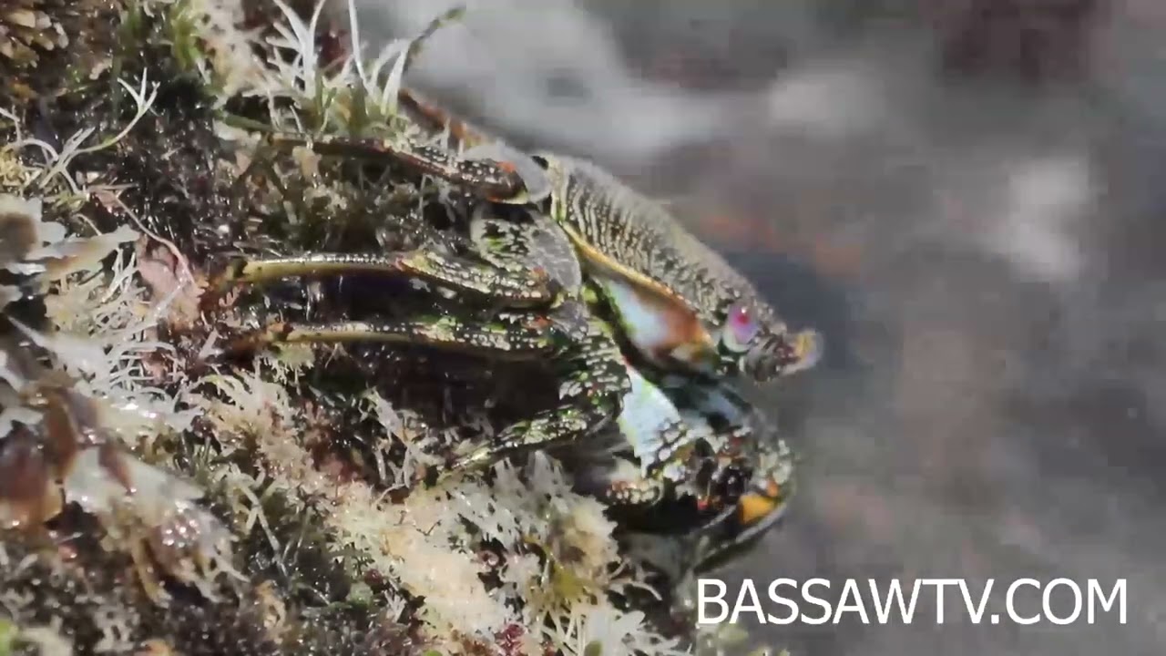 secret behaviour of Grapsus Crab