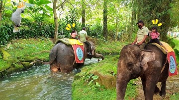 Naik Gajah Melewat Sungai Safari | Mengenal Binatang Untuk Anak Anak