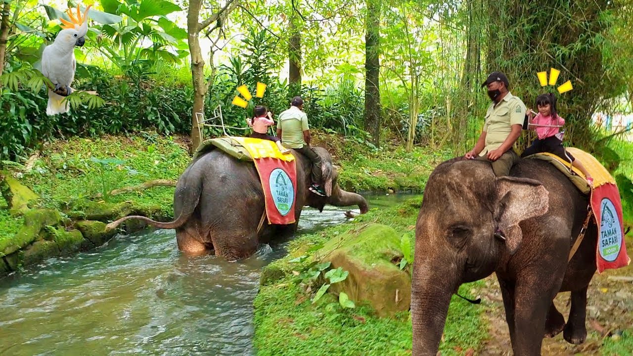 Naik Gajah Melewat Sungai Safari |  Mengenal Binatang Untuk Anak Anak - YouTube