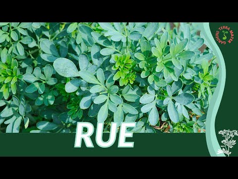 Video: Rue Herb: Hoe Rue te laten groeien