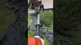 Стрижка кущорізом STIHL #українськийютуб #landscape #satisfying