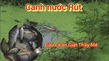 Canh Con Nước Rút Đi Câu Cá Thật Bất Ngờ: Cá Rô Đồng Cá Phi Kéo Ra Ăn Giật Thấy Mê | NI NGUYỄN TV 