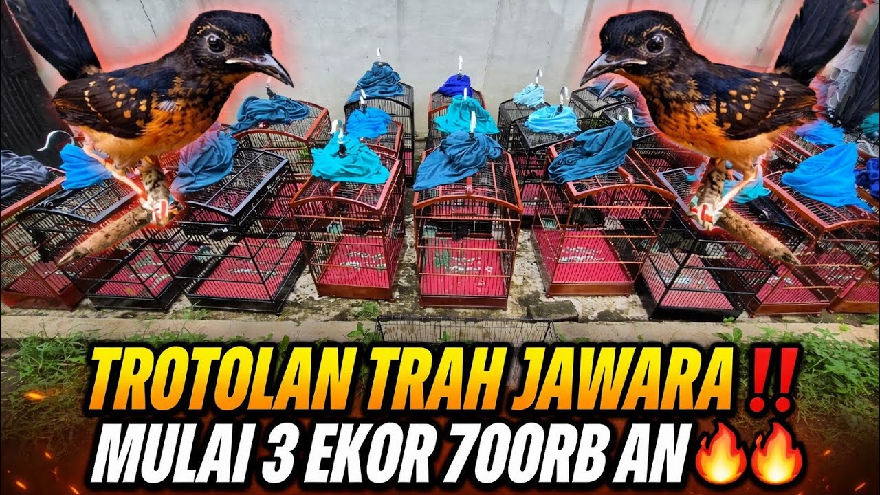 DI BURU SEMUA‼️ MURAI TROTOL PROSPEK LAYAK NASIONAL 🔥 MULAI 3 EKOR 700RB DI BANTEN‼️