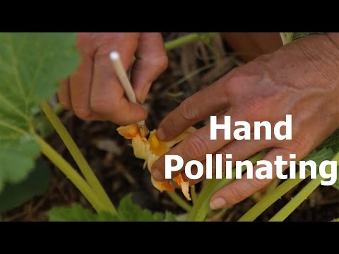 हाथ परागण कैसे करें और नर और मादा फूलों के बीच का अंतर