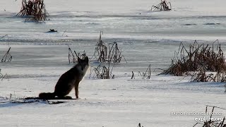 Mississippi River Flyway :  Beautiful Coyote  and Bald Eagles (explore.org 12 13 2021)