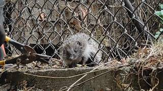 Saving the Hedgehog