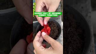 Grow Cherry Tomatoes the Easiest Way! | Perfect for Small Balcony Garden 🍅🌱 #balconygardener