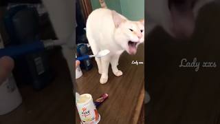 🤢🤮I Can't Breathe 🙊#Stinky #Funny #Cute #Cat #Reaction #Nauseous #Shorts