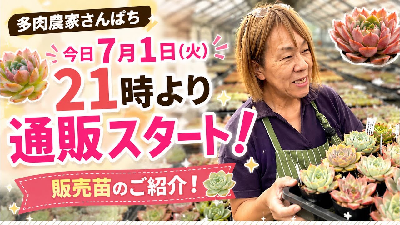 多肉植物】【いよいよ通販スタート】販売苗のご紹介 - YouTube