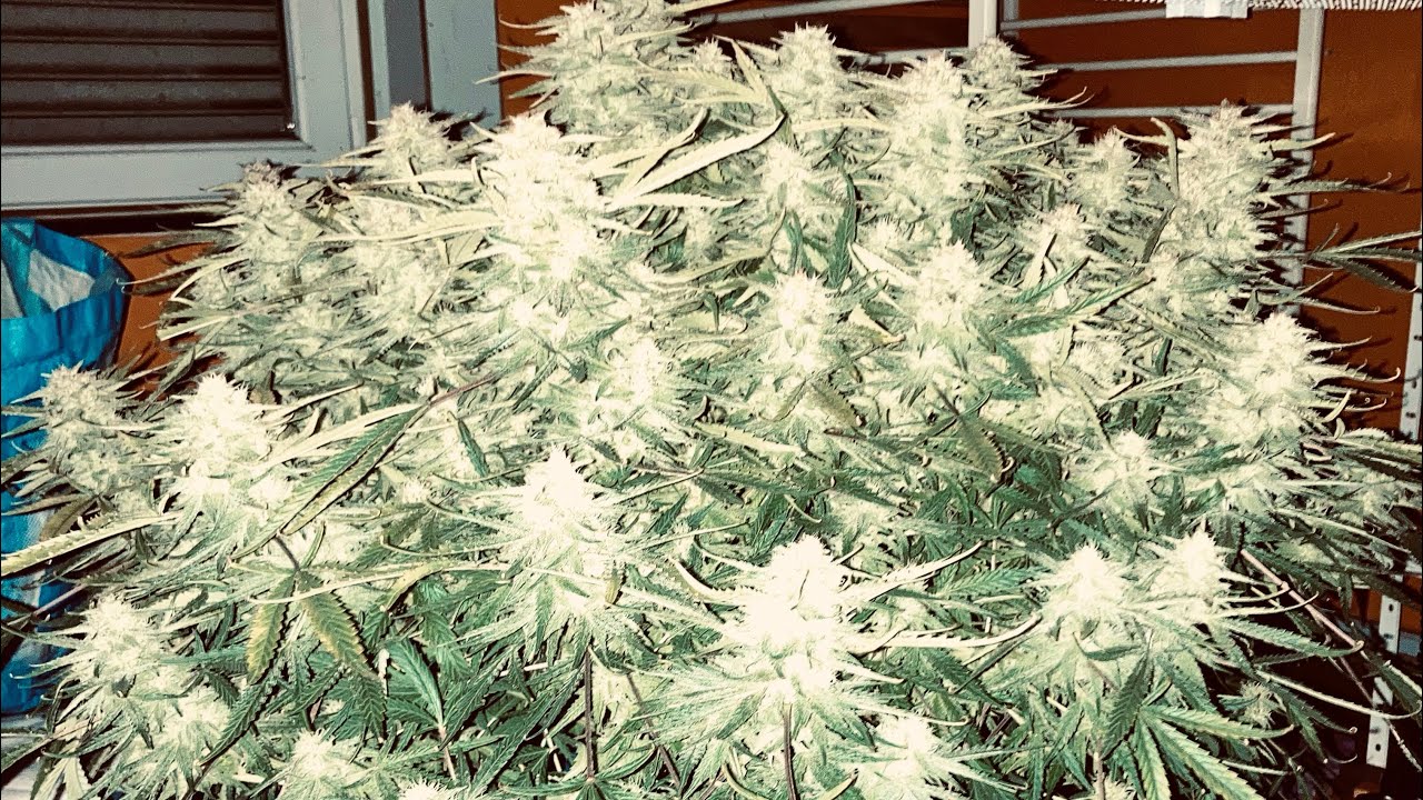 Fastbuds Gelato auto