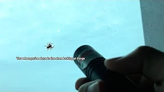 Spider chasing laser pointer (Part 3)