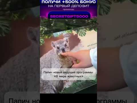 Кто эти ребята Папич #папич #папичдубай #papich #артас