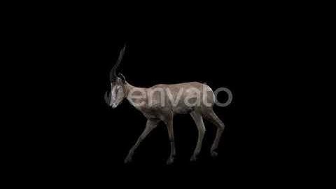 Forest Gazelle Walk | Motion Graphics - Envato elements