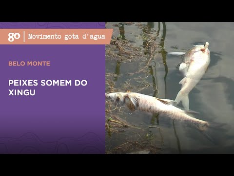 Movimento Gota D'Água | Belo Monte: peixes somem do Xingu