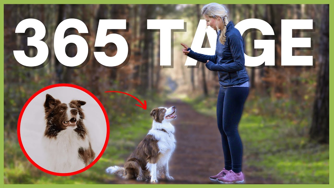 ⁠⁠Was ich JEDEN TAG mit meinem Hund mache – und warum es alles verändert hat